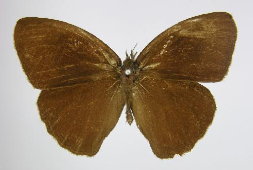 Euptychia fumata Butler, 1867 - BMNH(E)_1267093_Zischkaia_(Euptychia)_fumata_Butler_T_male_ (2)