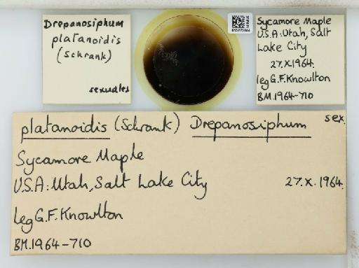 Drepanosiphum platanoides Schrank, 1801 - 015275044_112844_1094053_41260_NoStatus