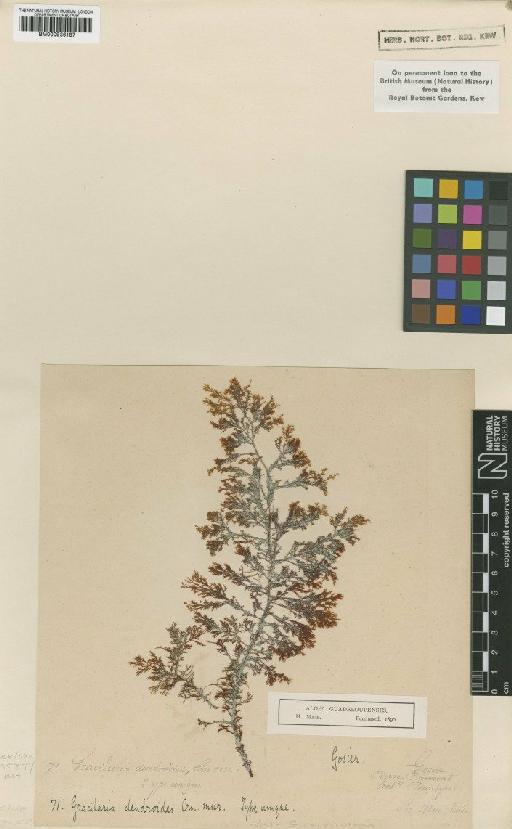 Gracilaria cervicornis (Turner) Agardh - BM000936187