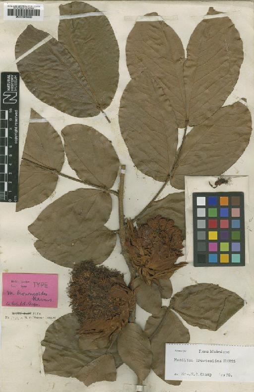 Maniltoa browneoides Harms - BM000946680