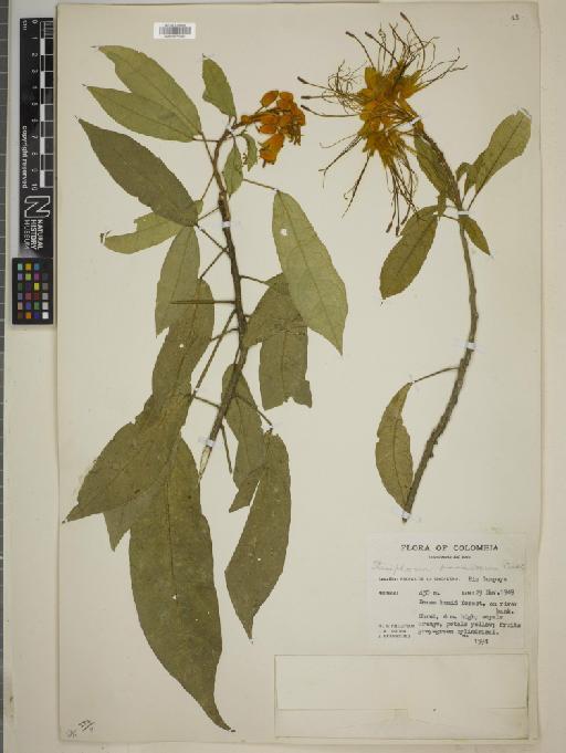 Steriphoma paradoxum Jacq. & Endl. - BM010775539