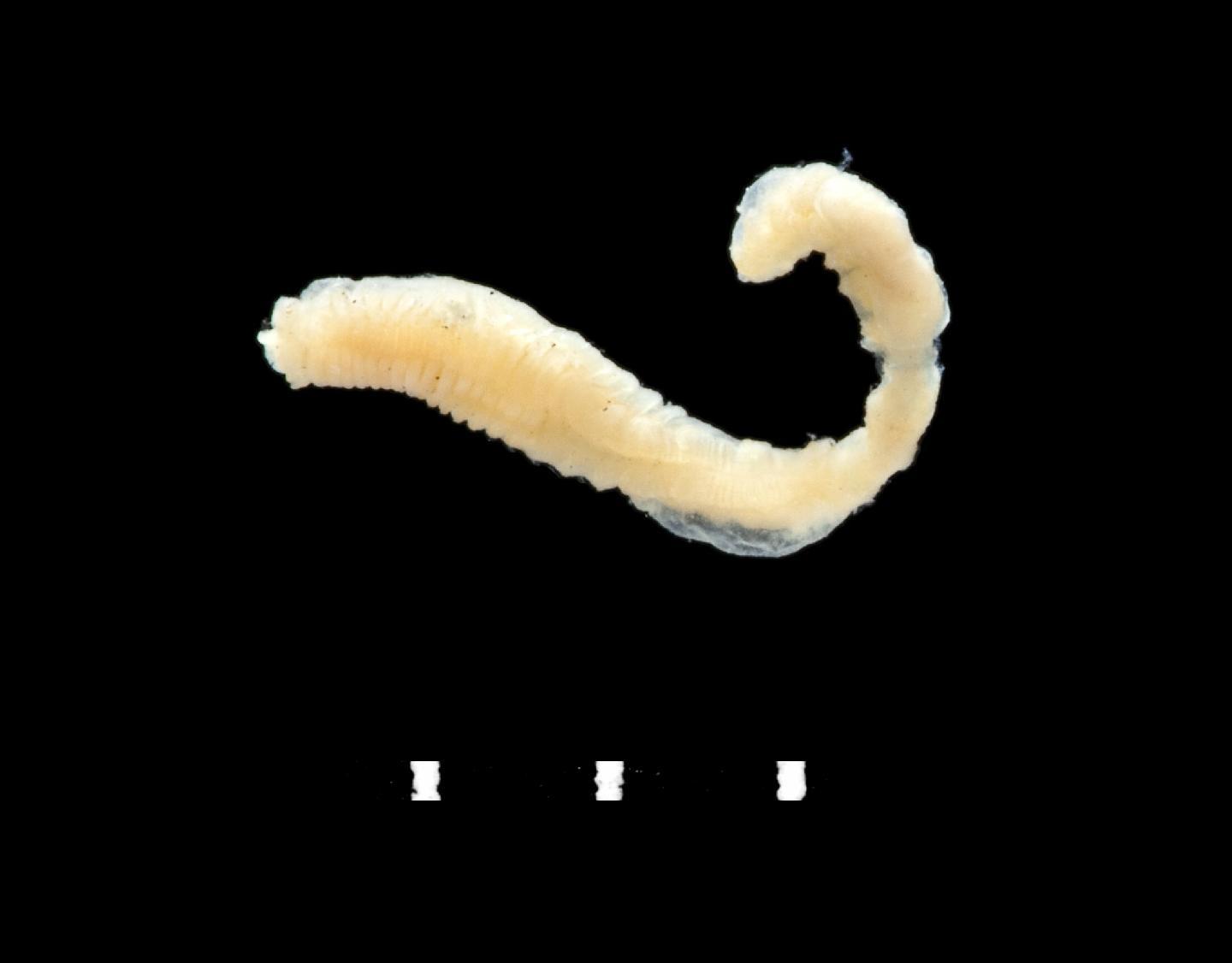 To NHMUK collection (Pseudoproclea australis Hutchings and  Glasby, 1990; paratype; NHMUK:ecatalogue:3539216)