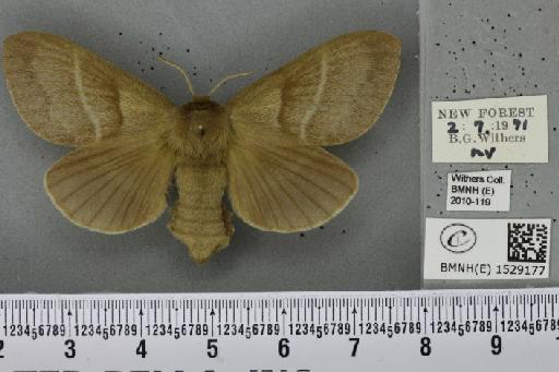 Macrothylacia rubi (Linnaeus, 1758) - BMNHE_1529177_196672
