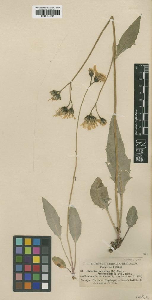 Hieracium subramosum subsp. gravastellum Dahlst. - BM001051067