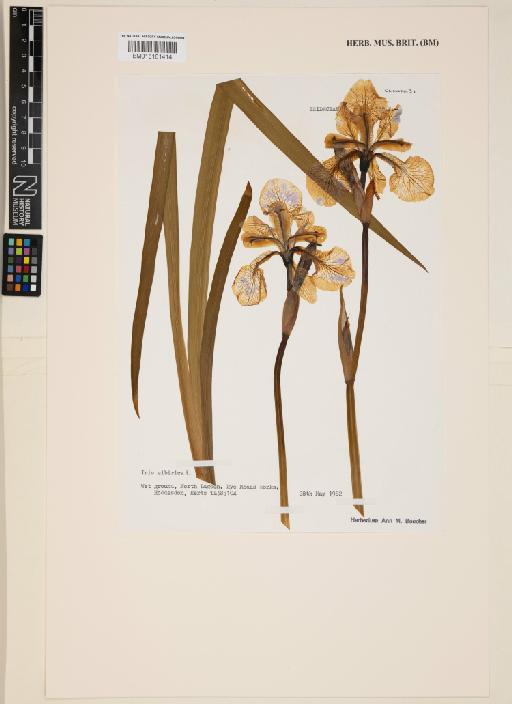 Iris sibirica L. - 015161414