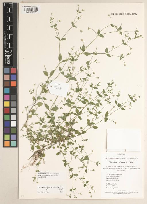 Moehringia trinervia (L.) Clairv. - 013737310