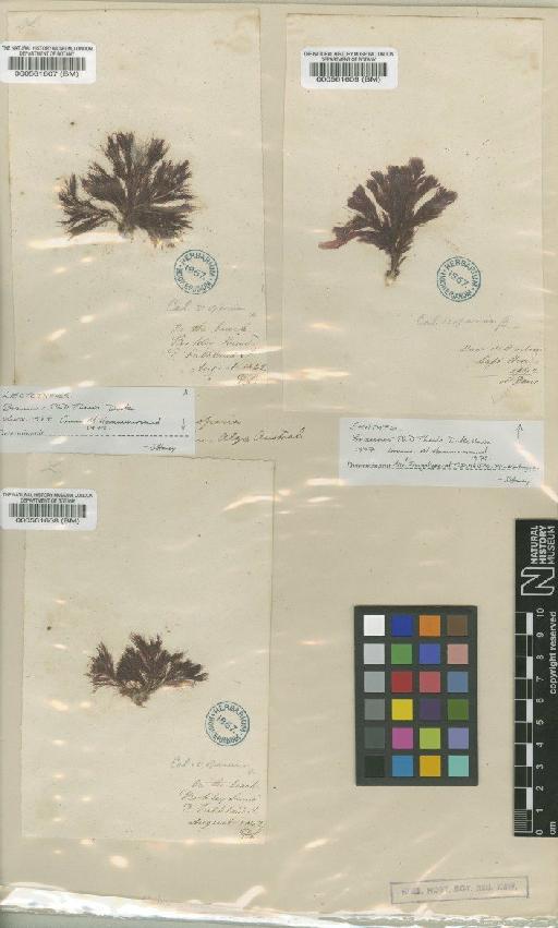 Ballia oxyclada (Mont.) Brauner - BM000561607
