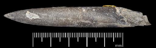 Acrocoelites (Odontobelus) vulgaris (Young & Bird, 1822) - PI CC 1282 - belemnite