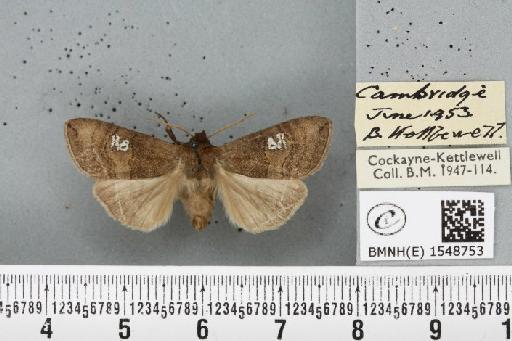 Tethea ocularis octogesimea (Hübner, 1786) - BMNHE_1548753_235734