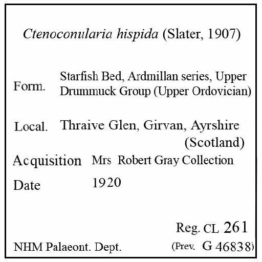Ctenoconularia hispida (Slater, 1907) - CL 261. Ctenoconularia hispida (label)