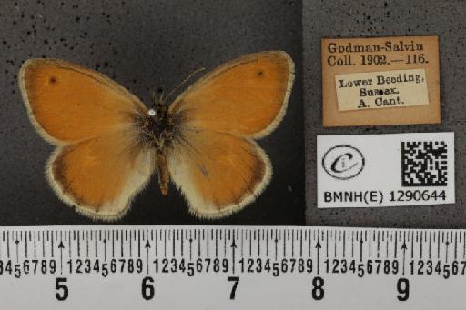 Coenonympha pamphilus (Linnaeus, 1758) - BMNHE_1290644_126190