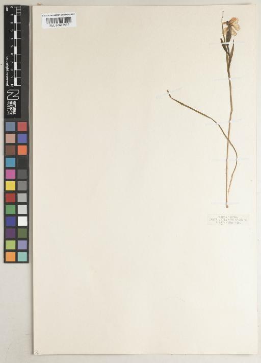 Sisyrinchium L. - BM014605592