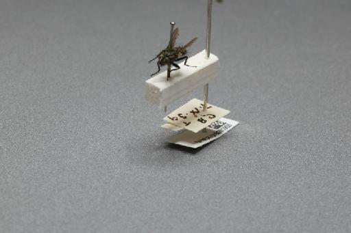 Sarcophaga (Myorhina) nigriventris Meigen, 1826 - 015091908_additional_3