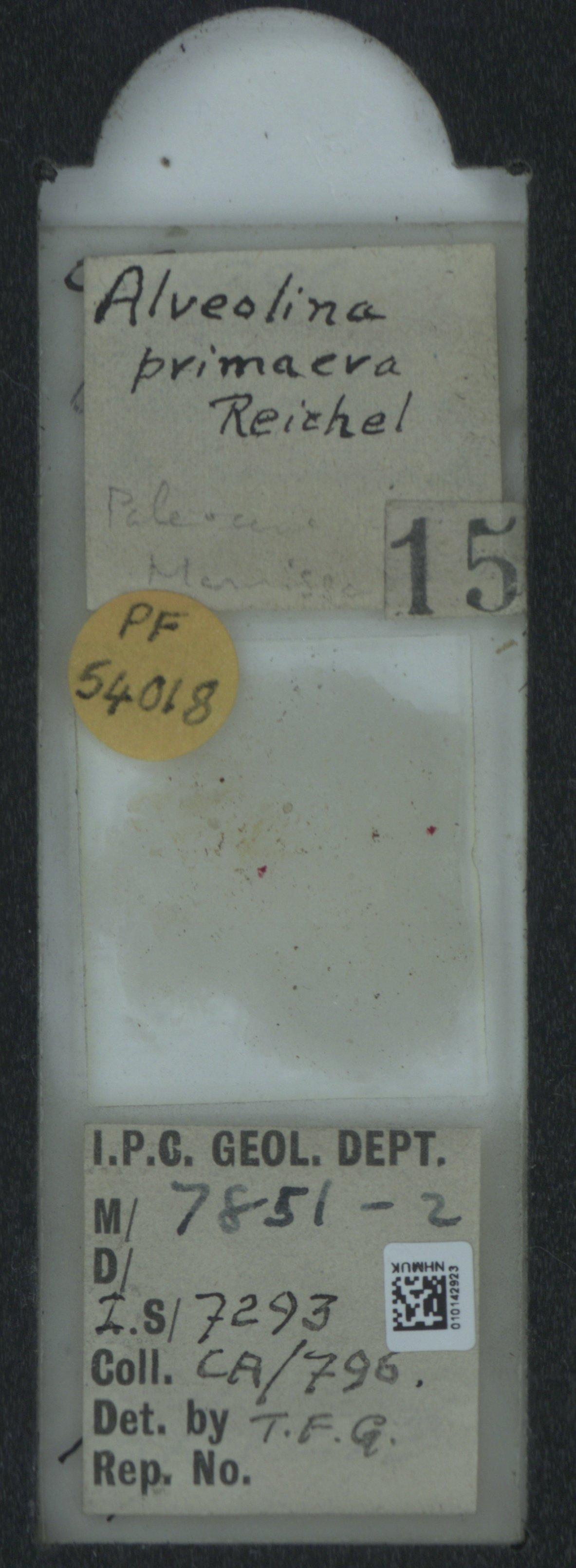 To NHMUK collection (Alveolina primaeva Reichel, 1936; NHMUK:ecatalogue:2031555)