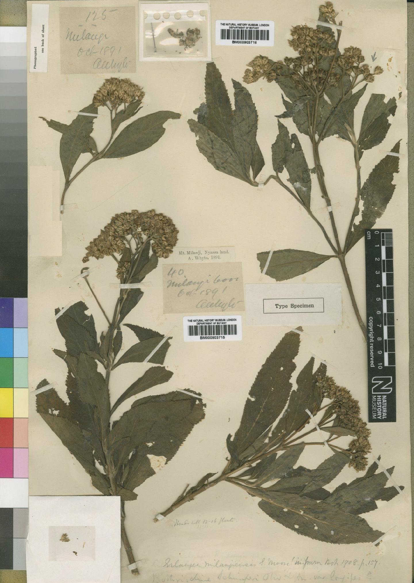 To NHMUK collection (Bothriocline milanjiensis (Moore) Wild & G.V.Pope; Type; NHMUK:ecatalogue:4528722)