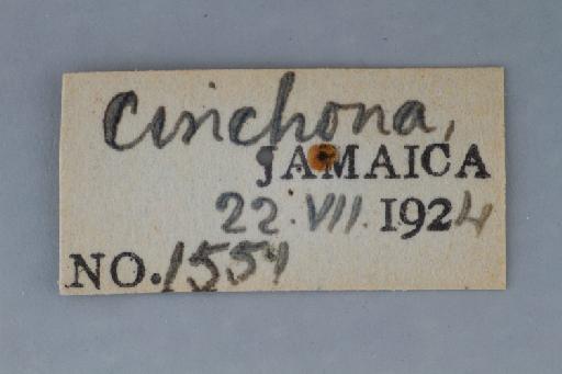 Leucopodella gowdeyi (Curran, 1926) - Leucopodella gowdeyi HT labels3