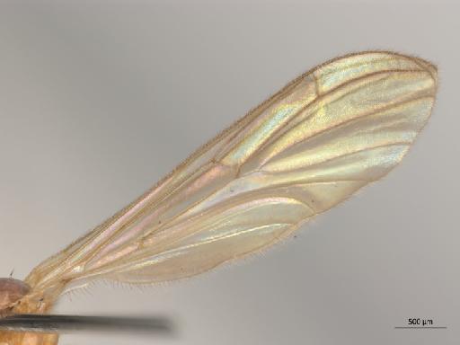 Bolitophila (Cliopisa) modesta Lackschewitz, 1937 - 010210663_Bolitophila_modesta_wing