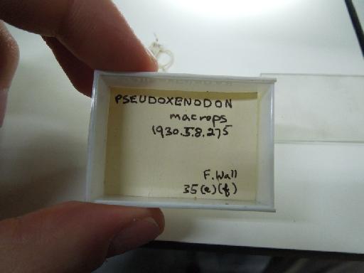 Pseudoxenodon macrops - london2 257.JPG
