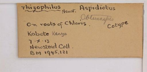 Obtusaspis rhizophilus Newstead, 1920 - 010714613_additional