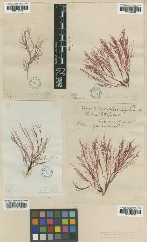 Rhododactylis bulbosa (Harv.) J.Agardh - BM001067781