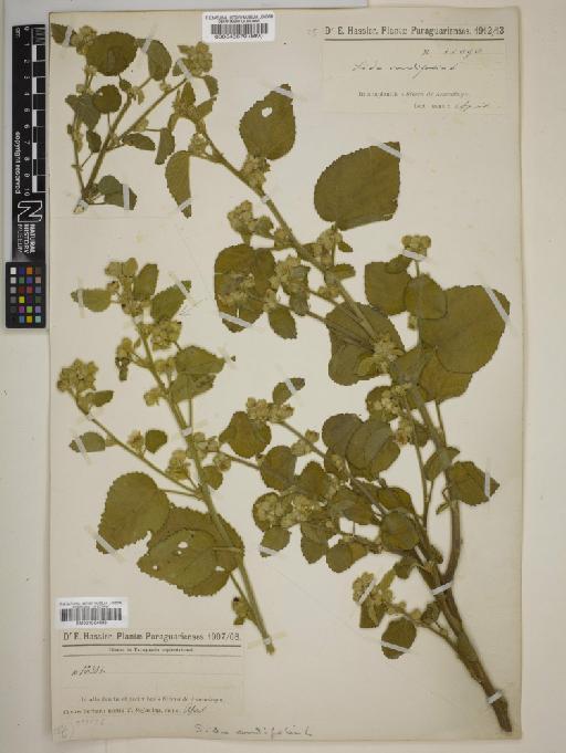 Sida cordifolia L. - BM001034360
