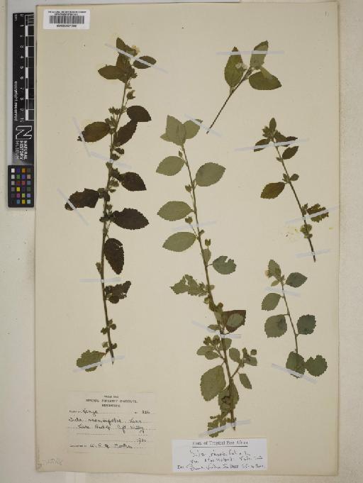 Sida rhombifolia var. afroscabrida - BM000827358