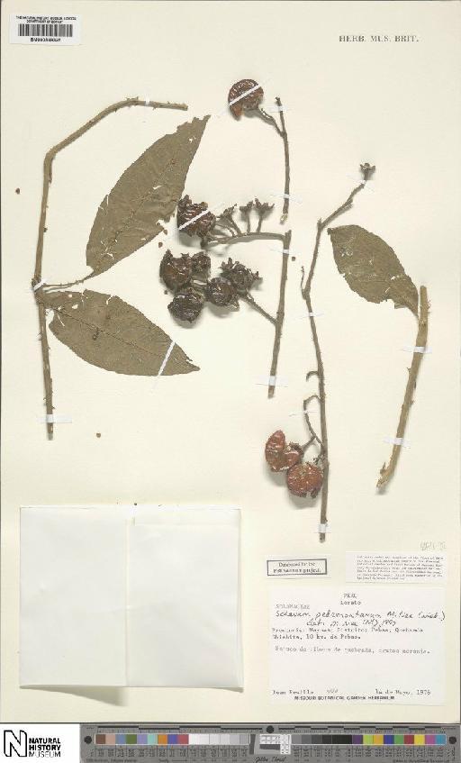 Solanum L. - BM000849325