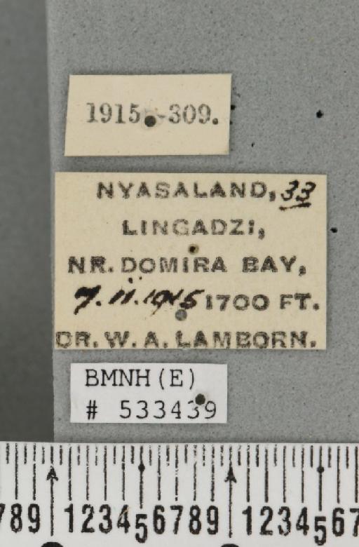 Dacus (Dacus) bivittatus (Bigot, 1858) - BMNHE_533439_label_37064