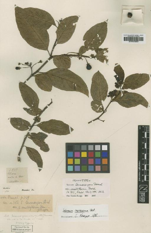 Solanum caavurana Vell. - BM000935307