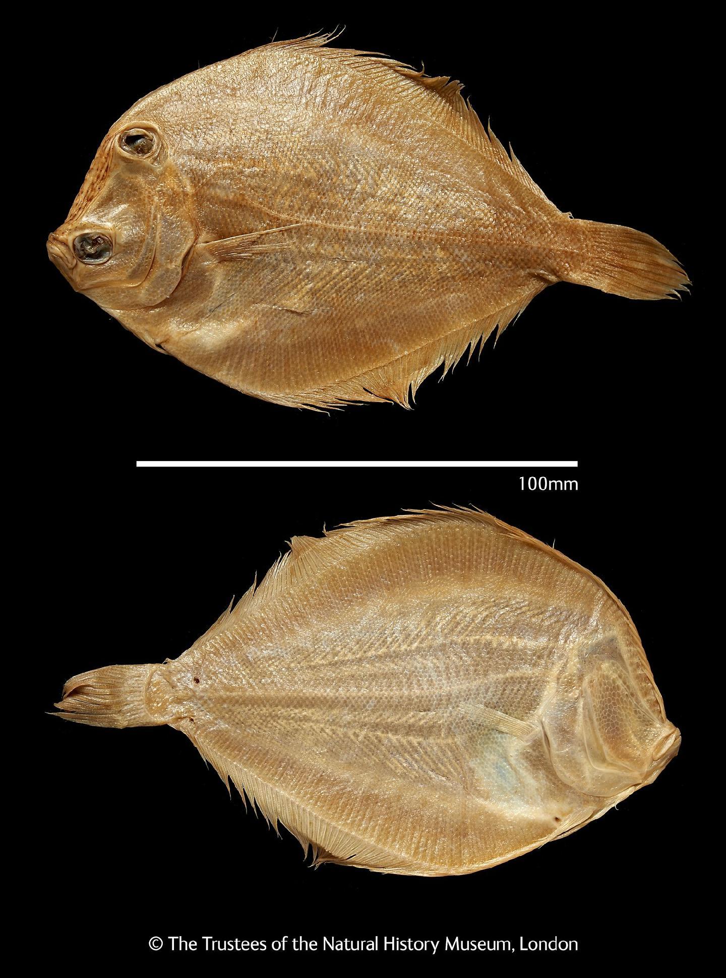 To NHMUK collection (Rhomboidichthys assimilis Günther, 1862; HOLOTYPE; NHMUK:ecatalogue:2330051)