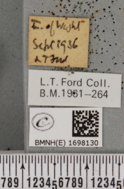 Nycteola revayana ab. fasciata Sheldon, 1919 - BMNHE_1698130_label_295143