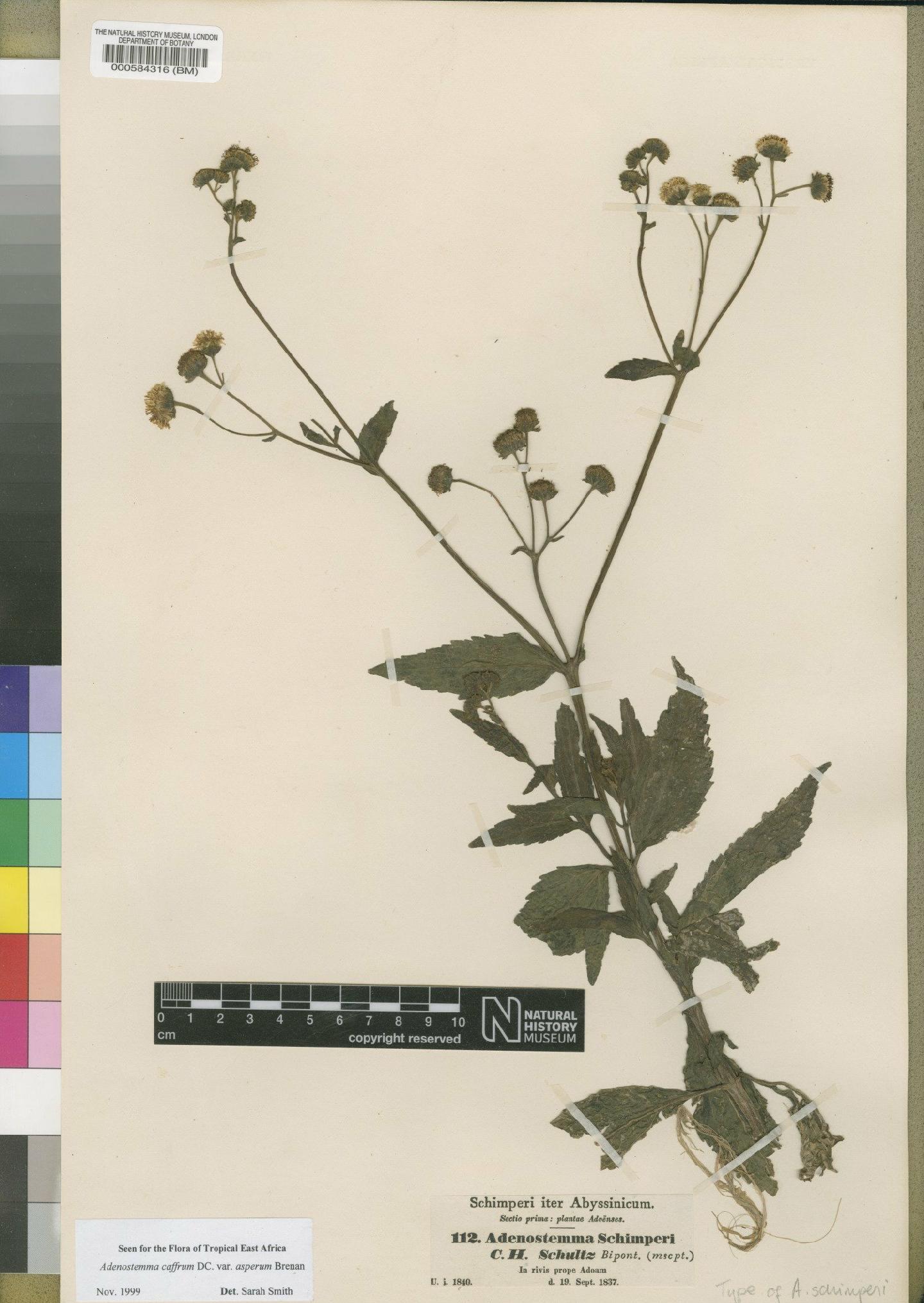 To NHMUK collection (Adenostemma caffrum var. asperum Brenan; Type; NHMUK:ecatalogue:4528540)