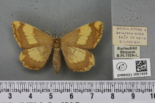 Angerona prunaria ab. pickettaria Prout, 1903 - BMNHE_1867454_439691