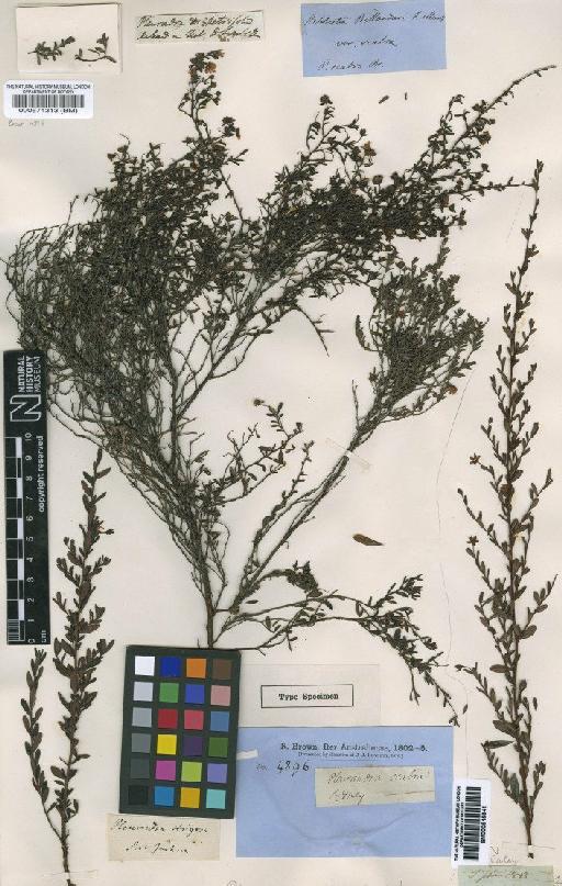 Hibbertia billardierei F.Muell. - BM000574313
