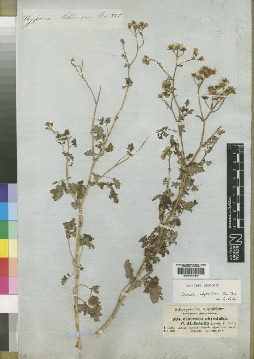 Cineraria abyssinica - BM000797527