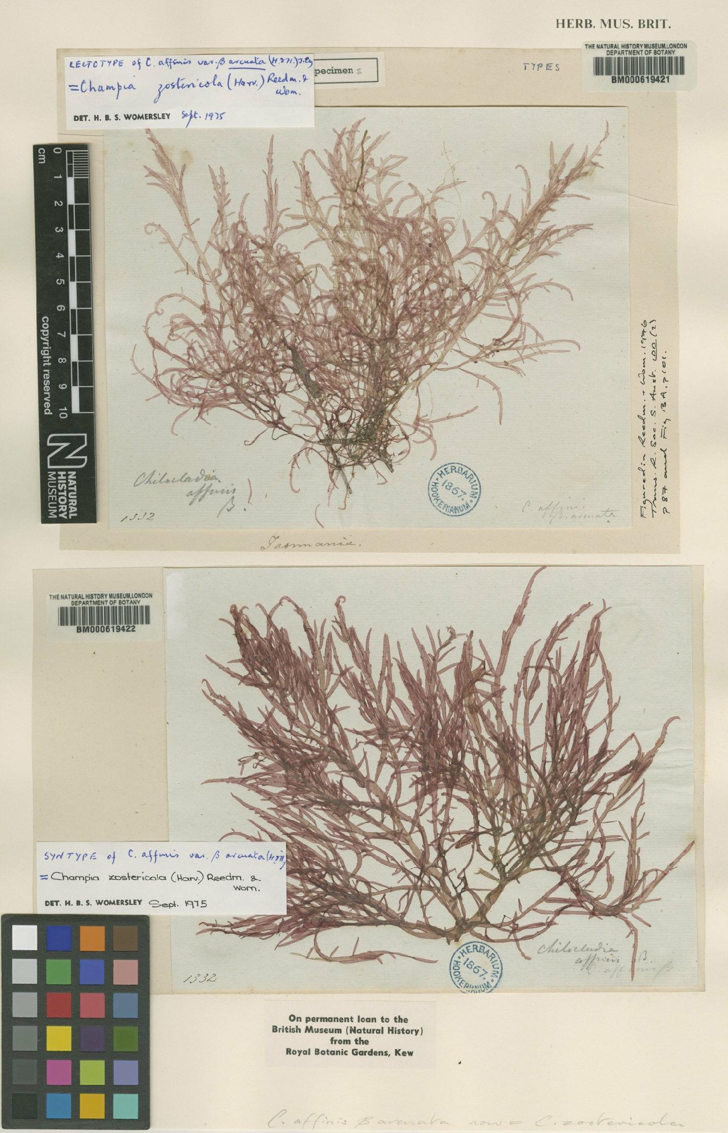 To NHMUK collection (Champia zostericola (Harv.) Reedman & Womersley; LECTOTYPE; NHMUK:ecatalogue:4790033)