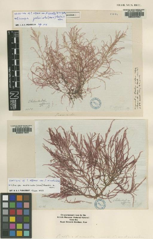 Champia zostericola (Harv.) Reedman & Womersley - BM000619421