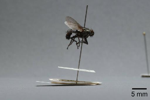 Sarcophaga (Rosellea) aratrix Pandelle, 1896 - 015092853_lateral