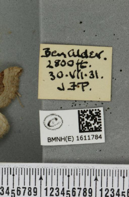 Xanthorhoe decoloraria decoloraria (Esper, 1806) - BMNHE_1611784_label_307992