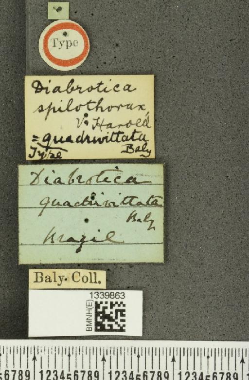 Isotes quadrivittata (Baly, 1865) - BMNHE_1339863_label_22861