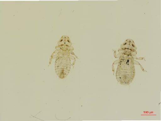 Myrsidea keniensis Clay, 1966 - 010660729__2017_07_26-Scene-1-ScanRegion0