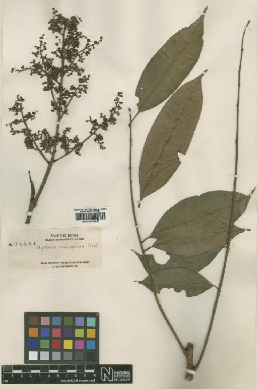 Aglaia silvestris (M.Roem.) Merrill - BM000799460