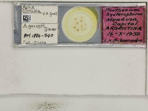Aphis (Medoralis) spiraecola Patch, 1914 - 014226472_112528_1093088_157679_Type