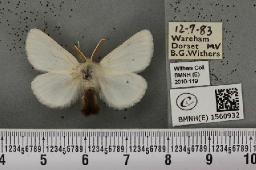 Euproctis chrysorrhoea (Linnaeus, 1758) - BMNHE_1560932_253588