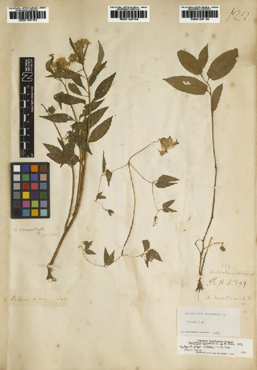 Asclepias perennis Walter - BM001047184