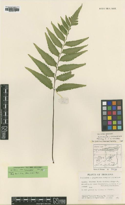 Asplenium × papyraceum (T.G.Walker & Jermy) N.Murak. & R.C.Moran - BM000937759
