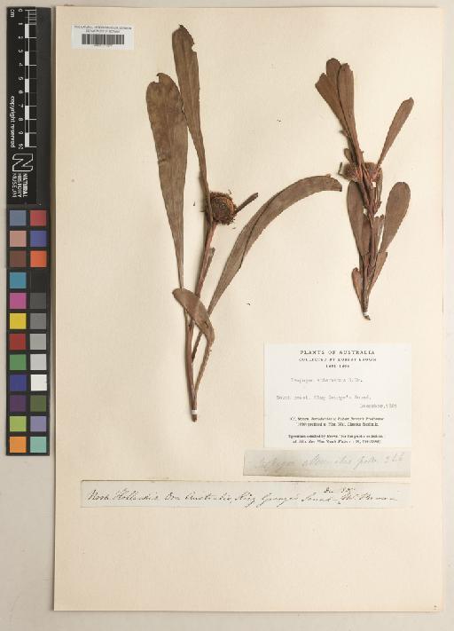 Isopogon attenuatus R.Br. - BM001217277
