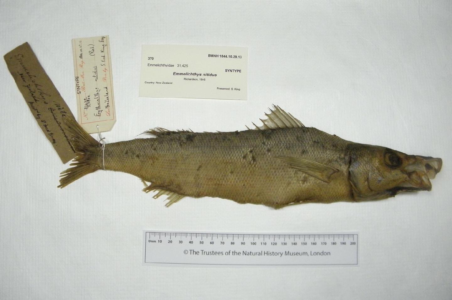 To NHMUK collection (Emmelichthys nitidus Richardson, 1845; SYNTYPE; NHMUK:ecatalogue:3135267)