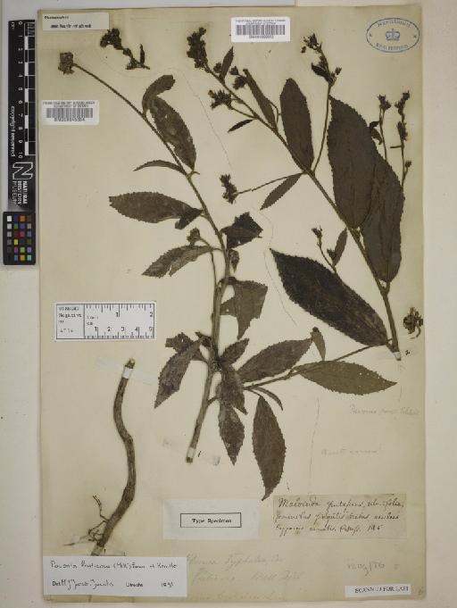 Pavonia fruticosa (Mill) Fawcett & Rendle - BM000645384