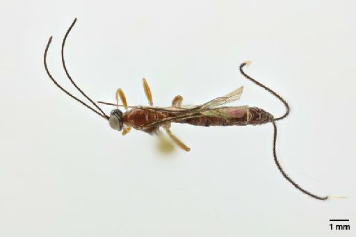 Anastelgis imposiblita Gauld, I.D., 2000 - 010824761_Anastelgis_imposibilita_HT_dorsal_habitus (2)